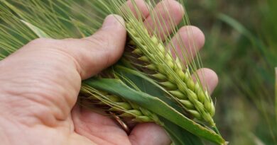 Clima: Coldiretti/Cai, raccolto grano duro crolla sotto i 3,5 mln di tonnellate