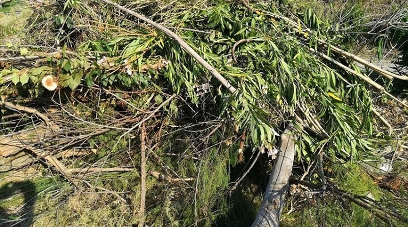 Nuovo servizio del Verde: al via le iscrizioni e il ritiro dei bidono. Iniziano nella zona nord gli incontri pubblici con l'assessora Bianchi