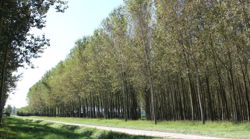 Agricoltura: per pioppicoltura e arboricoltura due bandi da 2,5 milioni di euro