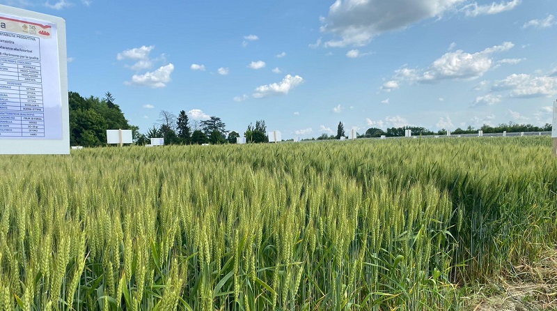 Consorzi Agrari d'Italia lancia "Cereale sicuro", il nuovo contratto che premia gli agricoltori