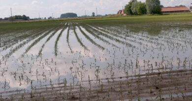 Maltempo, campi allagati e lavori bloccati: bene Beduschi su deroga spandimenti