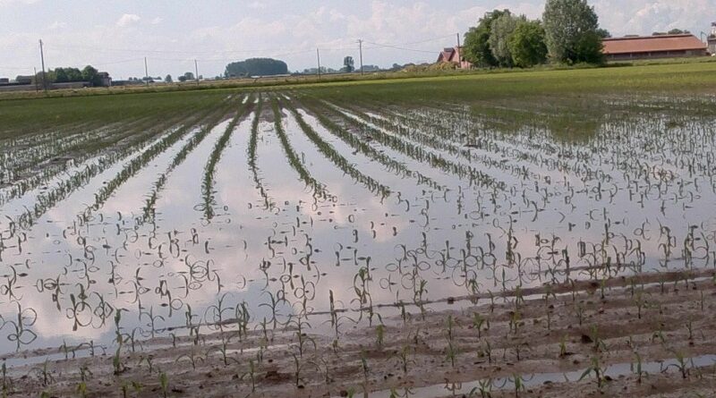 Maltempo, campi allagati e lavori bloccati: bene Beduschi su deroga spandimenti