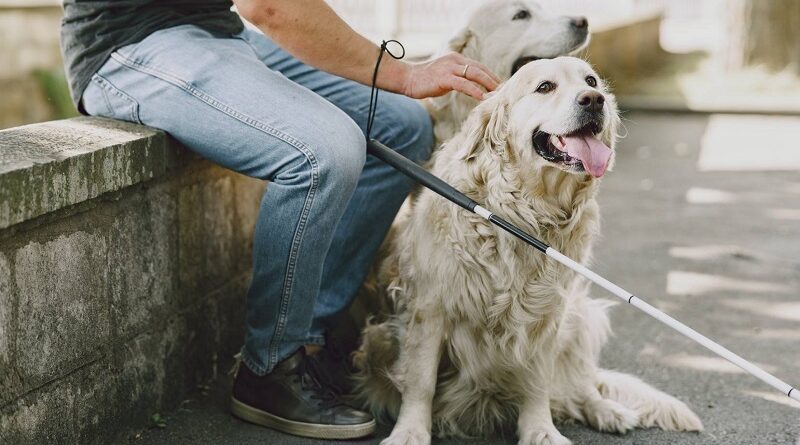 Cani guida addestrati. Massardi (Lega): “Da Regione 150mila euro per sostenere addestramento cani destinati ai non vedenti”