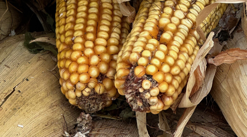 Coccaglio, torna l'appuntamento con la tradizione. Domenica 6 ottobre la 4° Sagra della Polenta