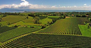 Gambero Rosso, il "Rosato dell'Anno" è ancora un Valtènesi