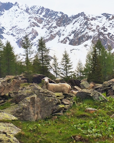 Lombardia da scoprire: Val Masino (SO) - Foto @giovapadana